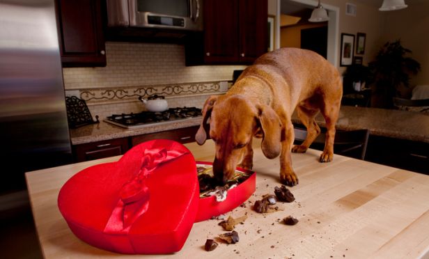 Dog eating chocolates