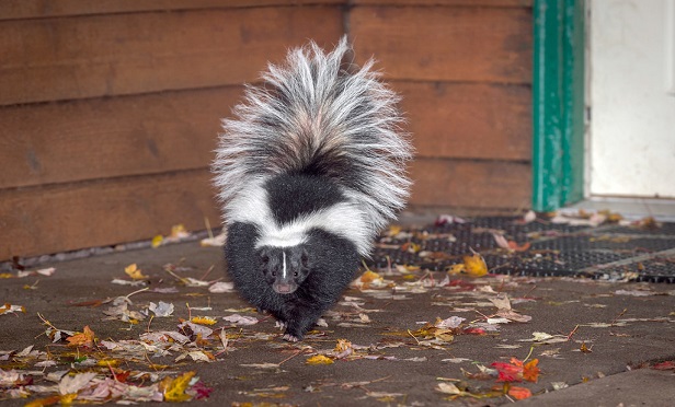  Skunk odor must be chemically altered in order to be removed; it generally does not simply 'air out.' (Photo: Shutterstock)