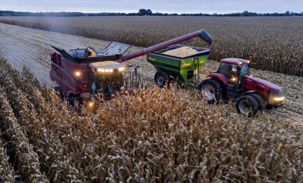 Corn is harvested