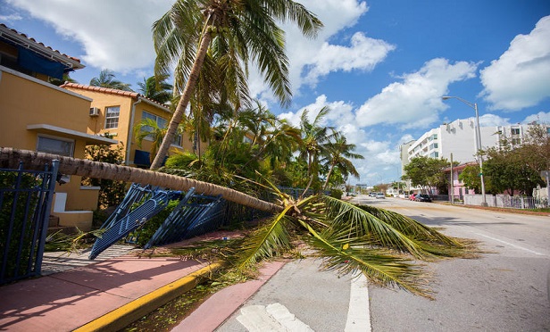 Palm trees stand battered in Miami Beach, Fla., after Hurricane Irma. (Credit: Mia2you/Shutterstock) 