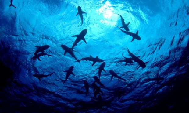 Every company has its own shark-like threats circling beneath the surface. (Photo: Shutterstock)