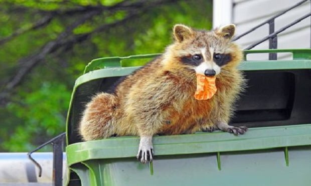 A Pennsylvania court has ruled that an insured's claim that its dwelling had been damaged by raccoons engaging in 