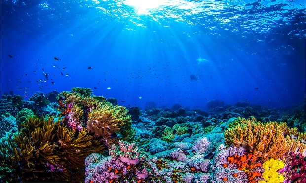A healthy coral reef can reduce up to 97% of a wave's energy before it hits the shore, says The Nature Conservancy. (Photo: Shutterstock)
