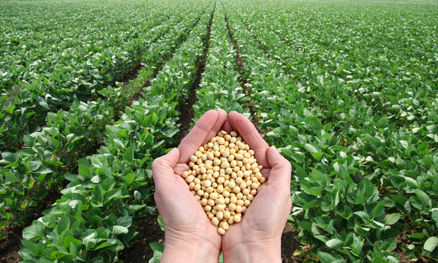 A person holds a handful of soybeans in front of a soybean field