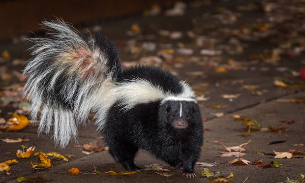 A skunk walks on pavement with leaves scattered around.