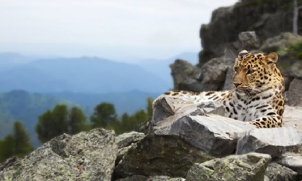 Leopard sunning itself on a rock.