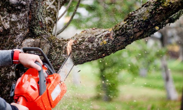 A person cutting a tree limb with a chainsaw.