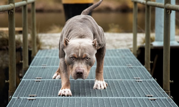 Pitbull.