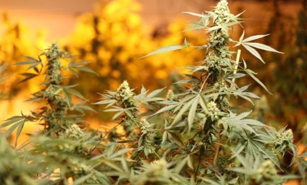 marijuana plants