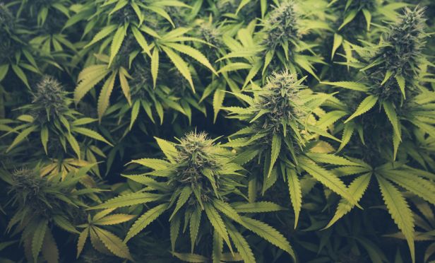 Marijuana plants