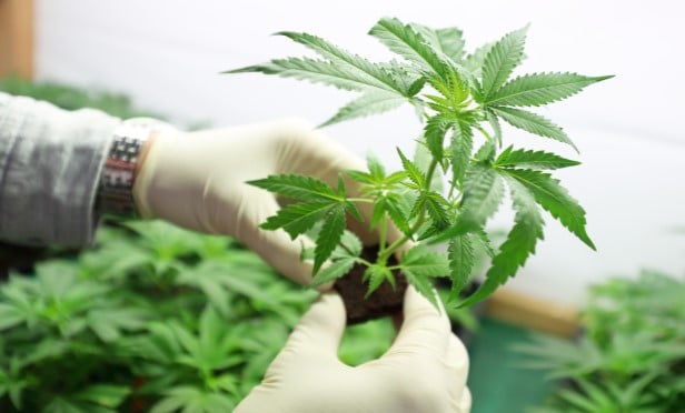 The program will be rolled out to over 1,700 Atlas appointed agents in California and another 4,000 agents in the other states with legal cannabis operations.