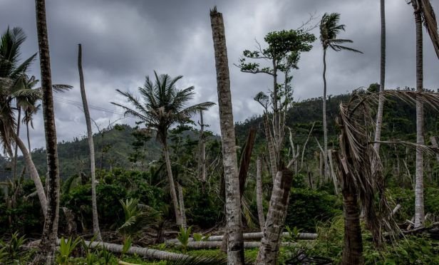 Palm trees damaged by Hurricane Maria