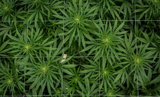 Marijuana plants