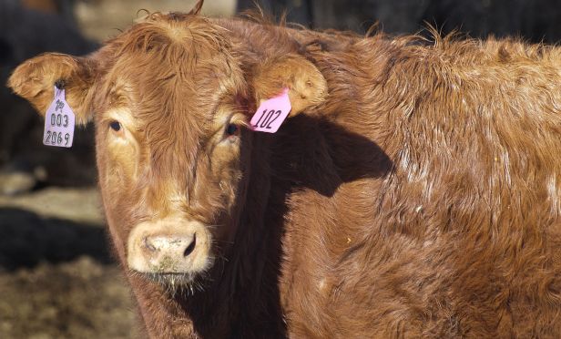 cow