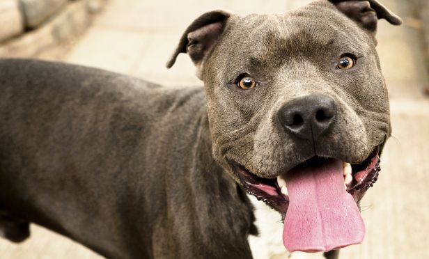 Pit Bull