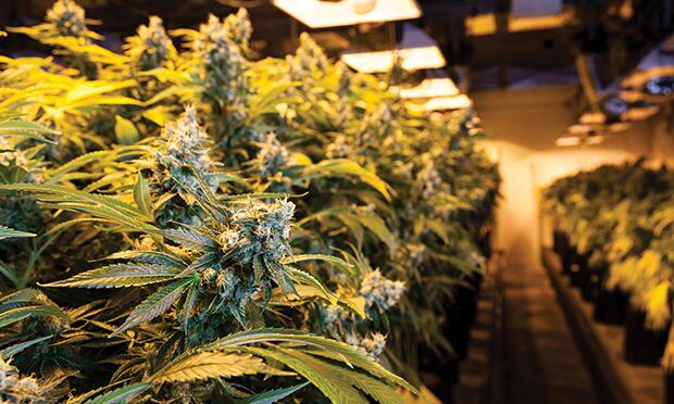 Excluding marijuana from coverage.