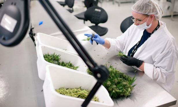 Employee manually trims medical marijuana plants