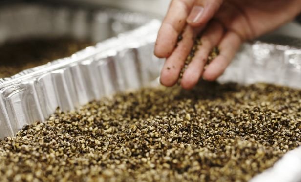 Tray of hemp seeds.