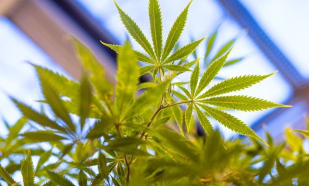 marijuana plant