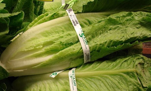 Romaine lettuce