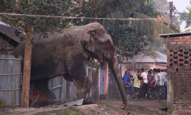 People run as they follow a wild elephant