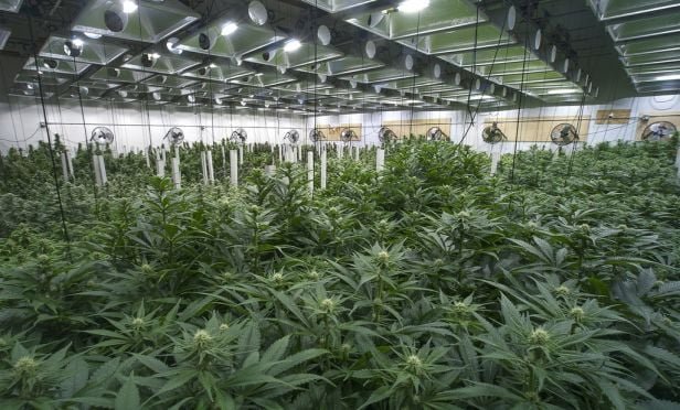 Marijuana farm.