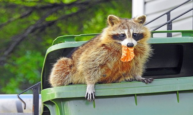 There may be a difference in the way raccoon damaged is covered (or not) based on when a homeowners' policy was issued. (Shutterstock)