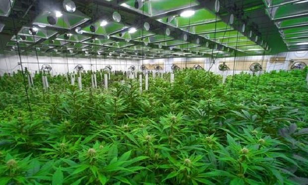 Organic and hazardous waste resulting from cannabis and hemp's cultivation and processing include stems and root balls, exhausted growing medium, failed plants, and diseased or otherwise unmarketable leaves, buds and seeds. (Photo: Canna Obscura/Shutterstock)