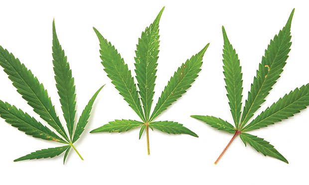Marijuana goes to work.