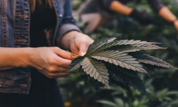 Cannabis legislation.