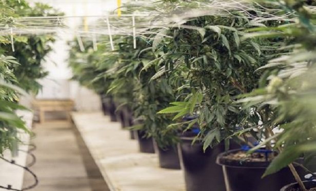 The business of cannabis.