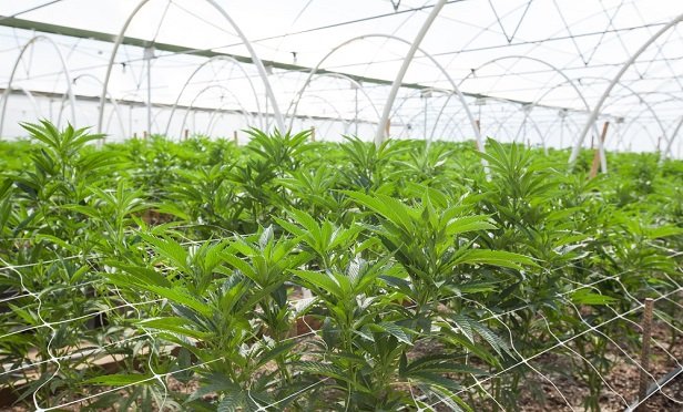 Hemp producer farm.