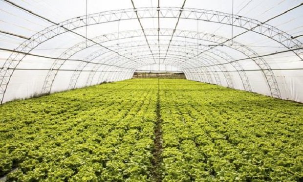 In January 2020, the FDA will begin collecting and testing 270 romaine lettuce samples for E. coli and salmonella bacteria in the California and Arizona growing regions. (Photo: Fotolia)