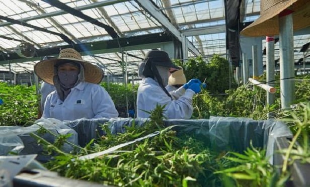 CannaBOP coverage