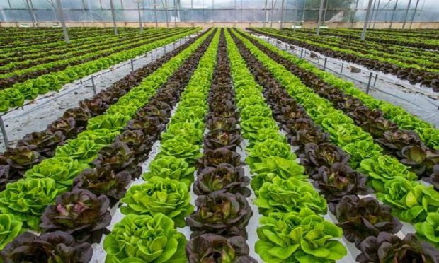 The 2020 Leafy Greens STEC Action Plan presents a three-pronged approach to prevent the contamination of leafy greens. (Photo: Shutterstock)