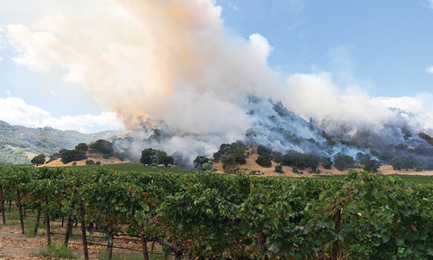 Vineyards on fire.