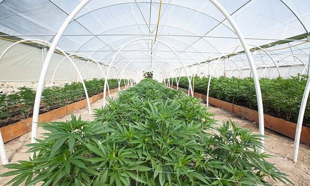 Several more states have recently approved the legal use of marijuana, creating more compliance issues for employers. (Photo: Shutterstock)