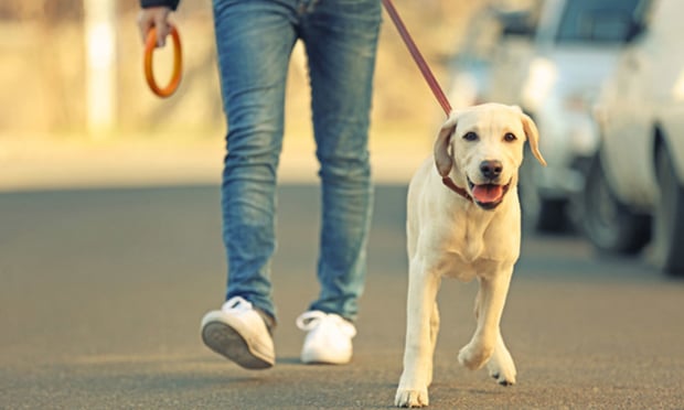 In the case from Tasmania, the employer disputed the claim, as the man was walking his dog when he was injured, and argued that the injury did not arise out of or in the course of employment.(credit: Africa Studio/Shutterstock.com)