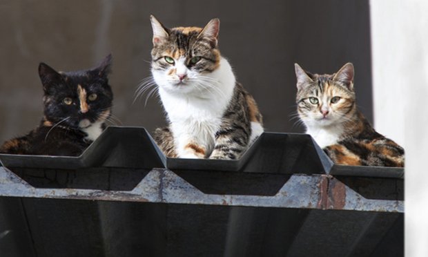 Insurers need to be precise when drafting exclusions, particularly when those exclusions concern animals. When an exclusion uses non-specific terms, those terms should be defined in the policy in order to prevent a suit like the one the Goldbergers brought against State Farm, the ICLC wrote. <i>(Credit: Vadim Zaitsev)</i> 