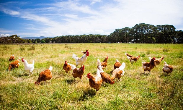 The insured suffered a loss to their livestock. (Photo: FiledIMAGE/Shutterstock)