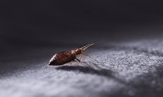 The insured's rental property is experiencing a bed big infestation. How does insurance cover such an event? (Photo: Shutterstock) 