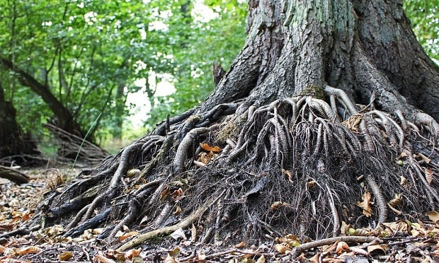 When a maintenance item is left unattended it can lead to further damage, such as when a tree is allowed to continue growing out of a downspout. (Photo: KRiemer/Pixabay)