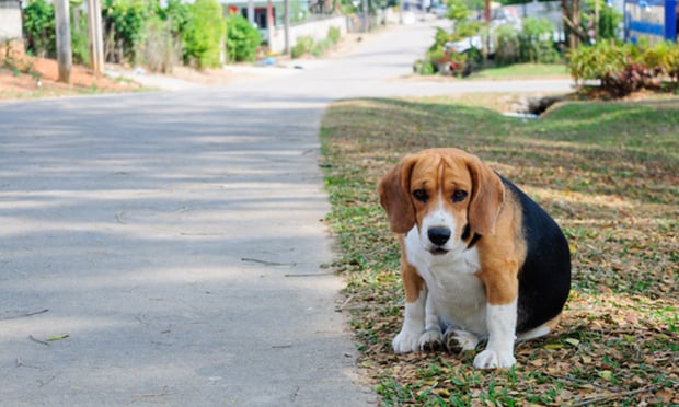 Although coverage for dogs made up the lion share of policies during 2020, accounting for more than four-fifths of the global market, insurance policies covering cats are anticipated to see higher growth during the forecast period, according to Allied Market Research. (Credit: iamnottaa/Shutterstock)