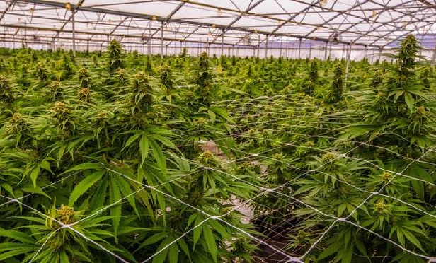 Managing cannabis claims.