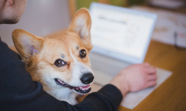 The global pet insurance market is anticipated to reach a value of more than $16 billion by 2030, with a projected compound annual growth rate of 14.3%, according to Allied Market Research. (Credit: Justyna/Adobe Stock) 