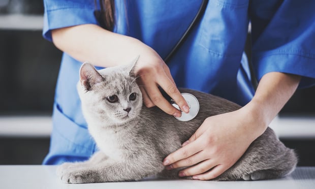 The increased number of insured pets is attributed to the increased number of new pet owners, the strengthened bond between existing pets and their owners while working from home, and the rise of mental distress reported in the pets during the pandemic. (Credit: VadimGuzhva/Adobe Stock) 