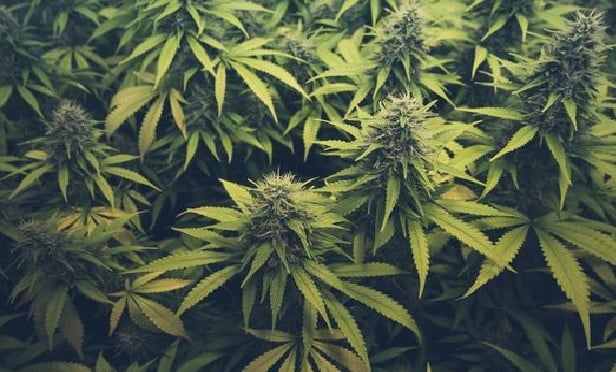 Close up of cannabis plants.