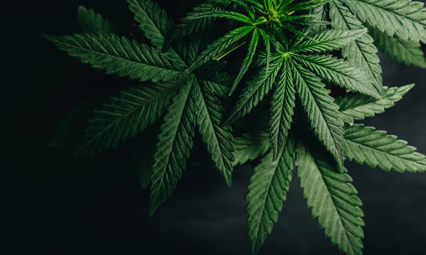 Cannabis plant. In Minnesota v. Loveless, the Minnesota Supreme Court reversed the conviction of possession of leaf material containing THC because the state failed to show that it wasn't hemp. (Credit: Iarygin Andrii/Adobe Stock)