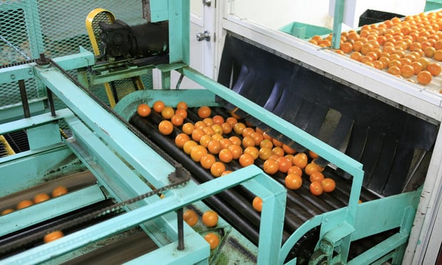 The machinery used to wash and inspect oranges ready for grading and packing for stores around Florida. Credit: csfotoimages/Adobe Stock