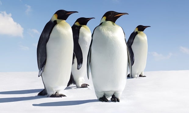 Like penguins, seahorses and people who live at the highest altitudes, being responsive to changes in their environment is a key to success for winners of the 2022 Workers' Comp Risk Management Award for Excellence.